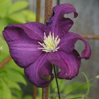 Clematis 'Kagayaki no Mai'