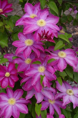 Clematis 'Kakio' (PINK CHAMPAGNE)