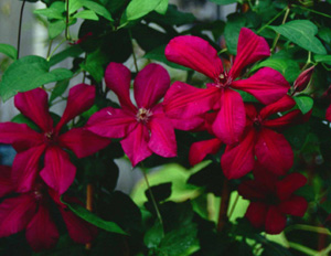 Clematis 'Kardynal Wyszinski'