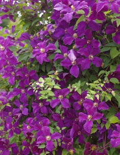 Clematis 'Kosmicheskaia Melodiia'