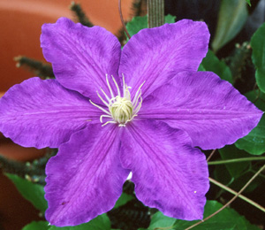 Clematis 'Lasurstern'