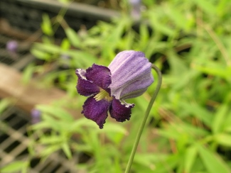 Clematis 'Little Bell Sumire'