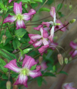 Clematis 'Little Nell'