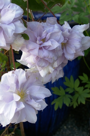 Clematis 'Louise Rowe'