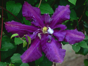 Clematis 'Luther Burbank'