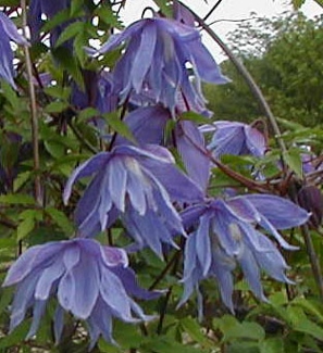 Clematis macropetala