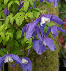 Clematis macropetala 'Maidwell Hall'