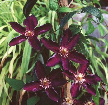 Clematis 'Madame Grange'