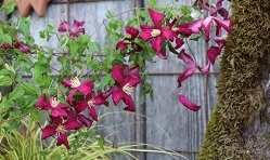 Clematis 'Madame Julia Correvon'