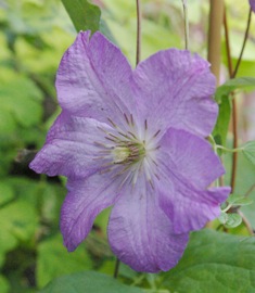 Clematis 'Marcelina'