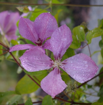 Clematis 'Margaret Hunt'