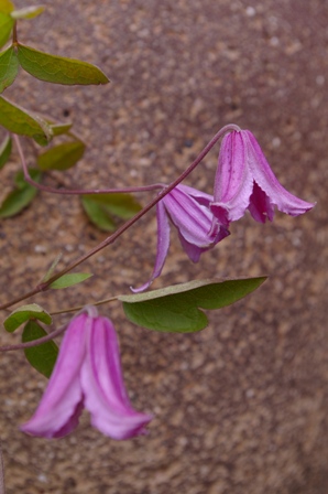 Clematis MEDLEY
