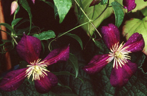 Clematis 'Mikelite'