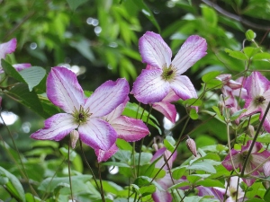 Clematis 'Minuet'