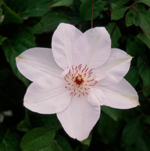 Clematis 'Miss Bateman'