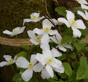 Clematis montana 'Peveril'