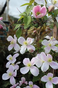 Clematis montana var. rubens 'Pink Perfection'