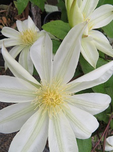 Clematis 'Moonlight'