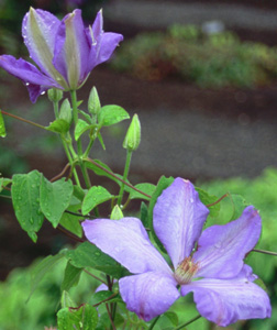 Clematis 'Mrs. Cholmondeley'