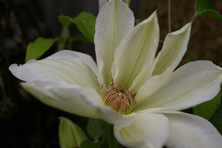 Clematis 'Mrs. George Jackman'