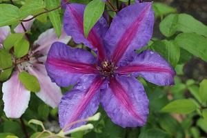 Clematis 'Mrs. N. Thompson'