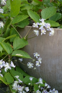 Clematis 'Mrs. Robert Brydon'