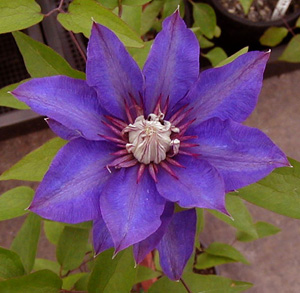 Clematis 'Multi Blue'