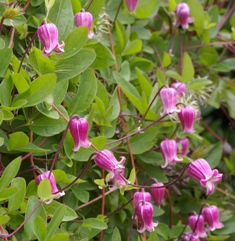 Clematis 'Myofuku'