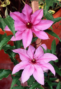 Clematis 'Natascha'