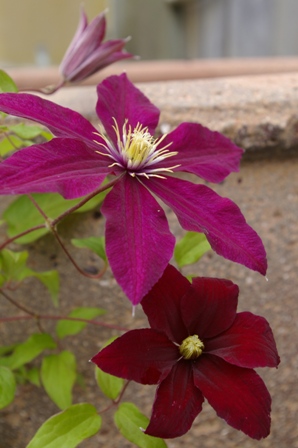 Clematis 'Niobe'