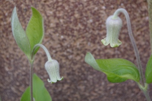 Clematis ochroleuca