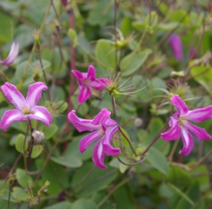 Clematis 'Odoriba'