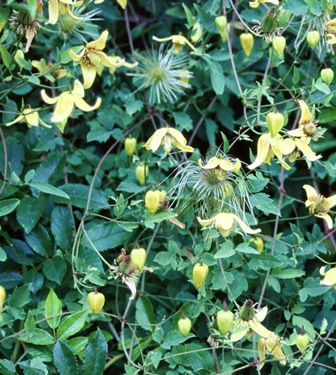 Clematis orientalis