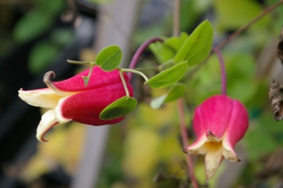 Clematis 'Oshikiri'