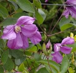 Clematis 'Pamiat Serdtsa'