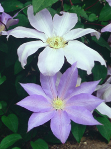 Clematis patens 'Komurasaki'