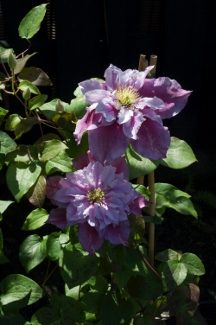 Clematis PATRICIA ANN FRETWELL