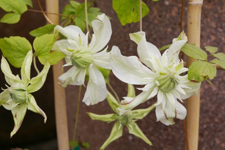 Clematis PEPPERMINT