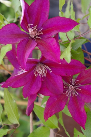 Clematis PICARDY