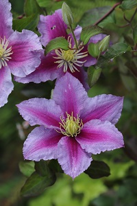 Clematis PIILU