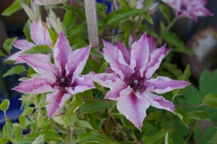 Clematis 'Pink Fantasy'