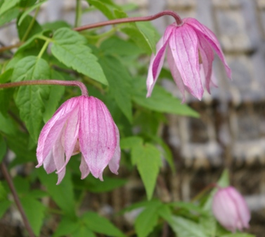 Clematis 'Pink Flamingo'