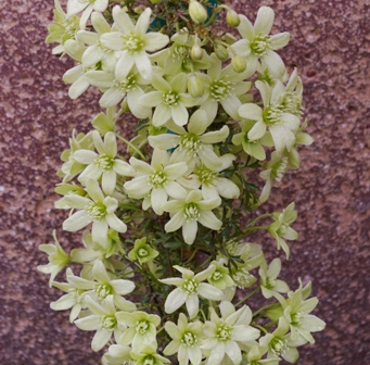 Clematis 'Pixie'