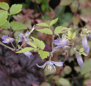 Clematis 'Praecox'