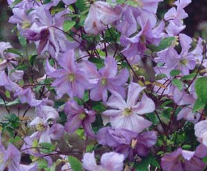 Clematis 'Prince Charles'