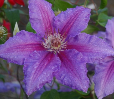 Clematis 'Prince Philip'