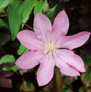 Clematis 'Proteus'