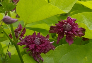 Clematis 'Purpurea Plena Elegans'