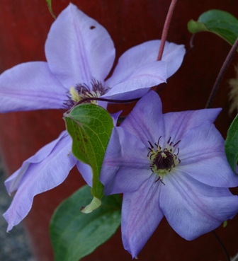 Clematis 'Ramona'