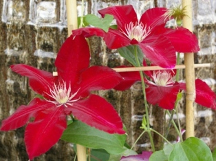 Clematis REBECCA